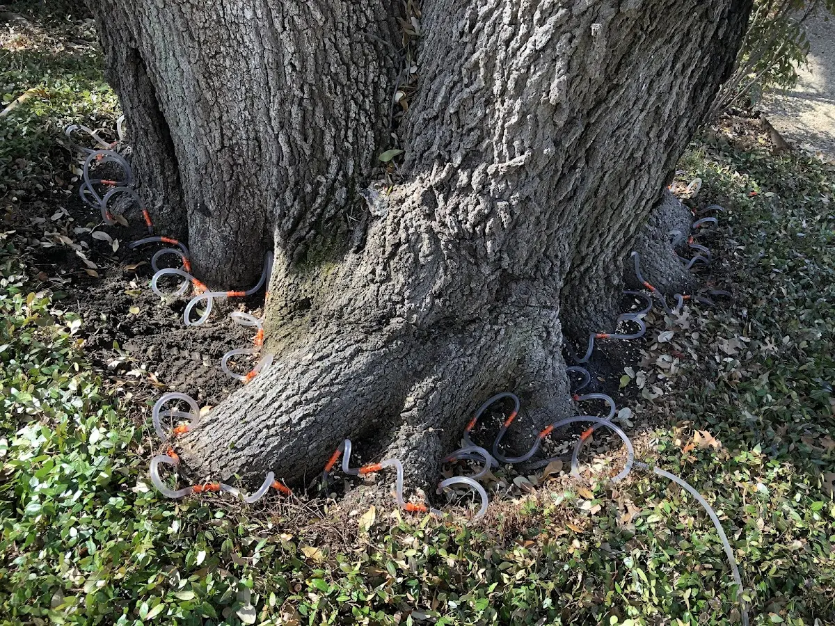 Detailed Tree Cabling and Bracing job site in Umpqua
